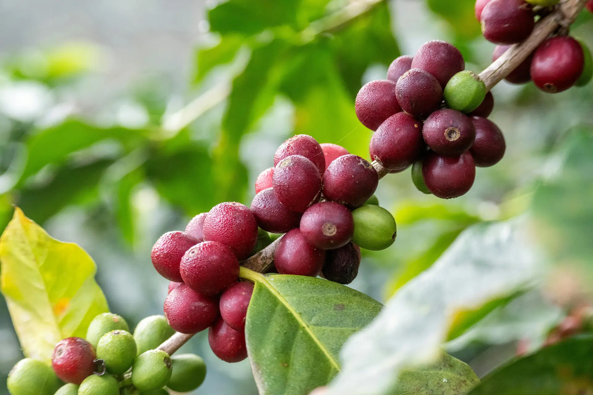 Kaffee Ernte auf einer Microlot Farm ohne Bio-Siegel